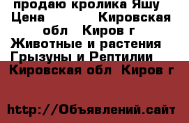 продаю кролика Яшу › Цена ­ 1 000 - Кировская обл., Киров г. Животные и растения » Грызуны и Рептилии   . Кировская обл.,Киров г.